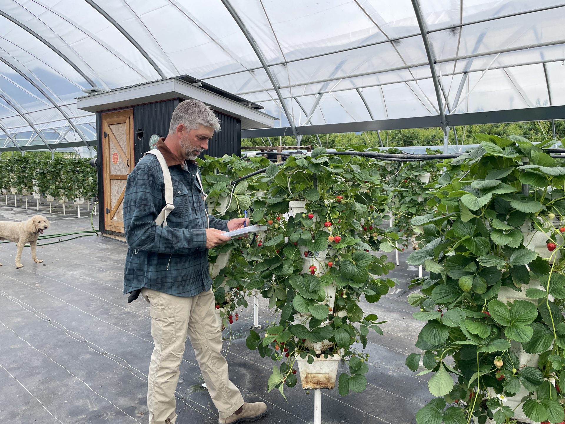 Working the strawberry rows