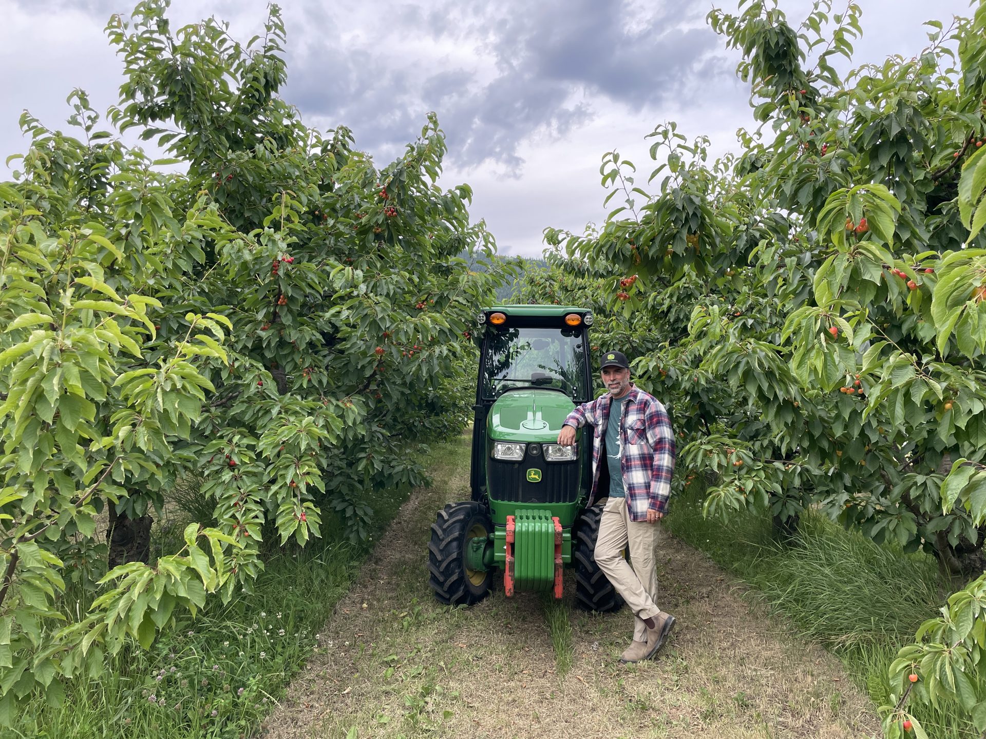 Cherry orchard row