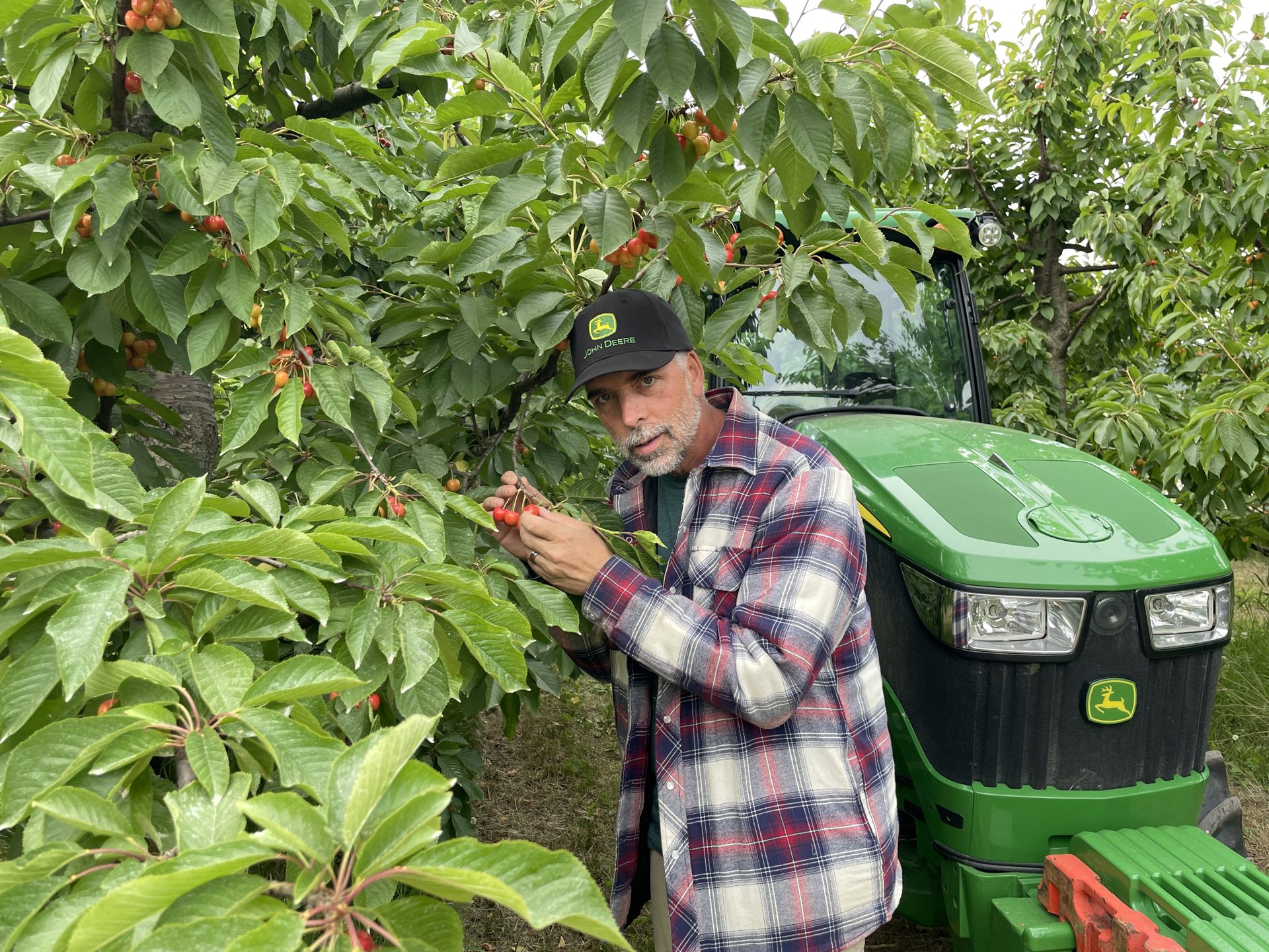 Danny inspecting cherries